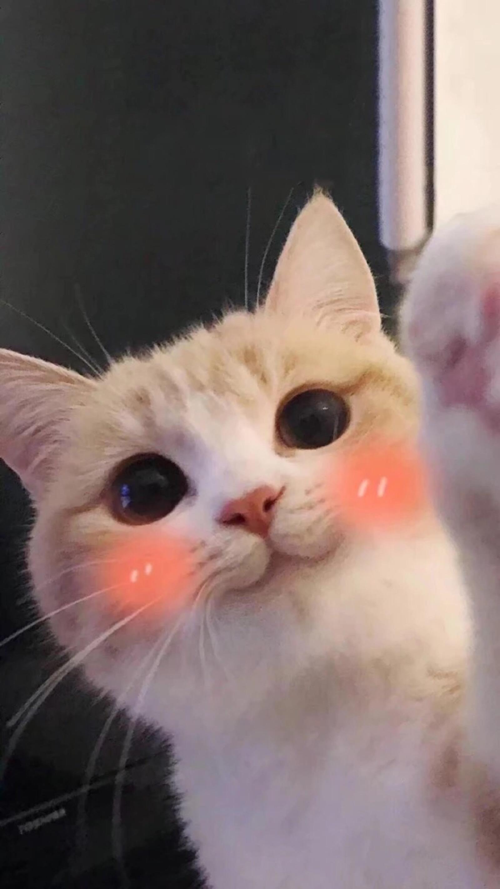 testcat1.jpeg