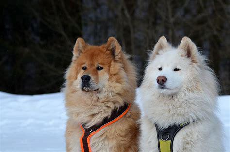 samoyed.jpg