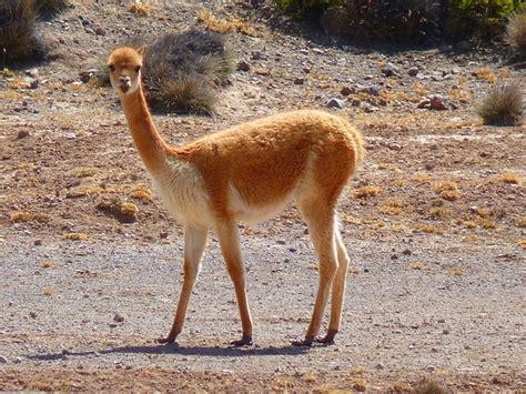 vicuna