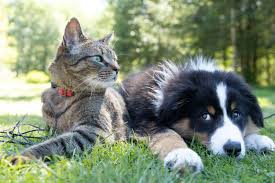 catsanddogs2.jpeg