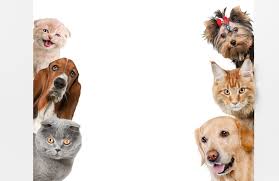 catsanddogs3.jpeg