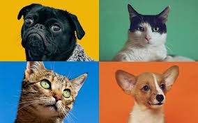 catsanddogs5.jpeg
