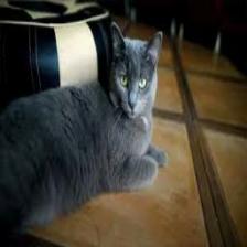 Cat-Train (1157).jpeg