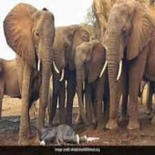 Elephant-Train (1120).jpeg