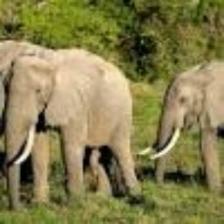 Elephant-Train (143).jpeg