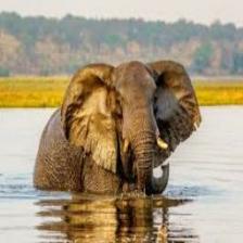 Elephant-Train (1574).jpeg