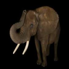 Elephant-Train (1624).jpeg