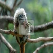 Monkey (341).jpeg