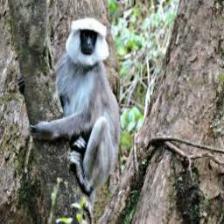 Monkey (359).jpeg