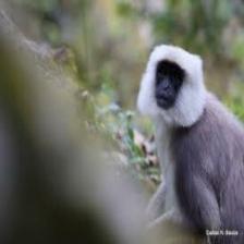 Monkey (409).jpeg