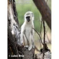 Monkey (711).jpeg