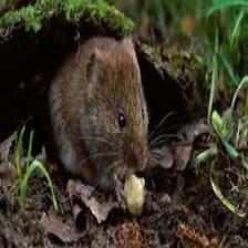 Mouse-Train (1).jpeg