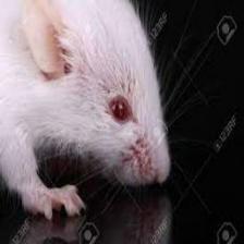 Mouse-Train (1284).jpeg