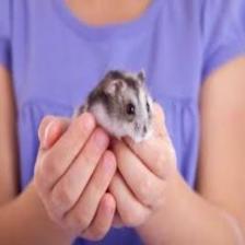 Mouse-Train (1575).jpeg