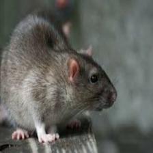 Mouse-Train (1849).jpeg