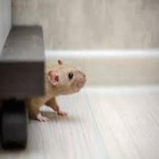 Mouse-Train (305).jpeg