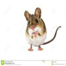 Mouse-Train (351).jpeg