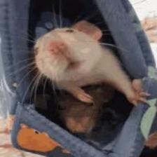 Mouse-Train (384).jpeg
