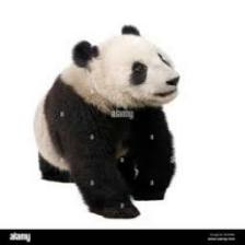 Panda (1893).jpeg