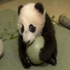 Panda (1898).jpeg