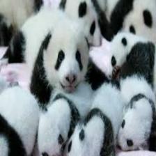Panda (1910).jpeg