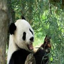 Panda (2151).jpeg
