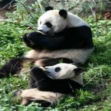Panda (2400).jpeg