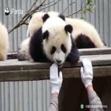 Panda (2457).jpeg