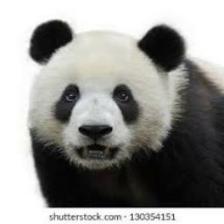 Panda (2701).jpeg