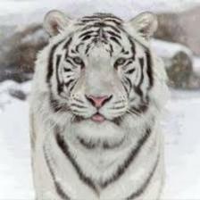 Tiger (1018).jpeg