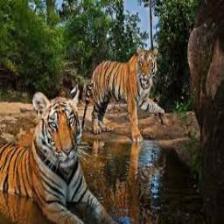 Tiger (1039).jpeg