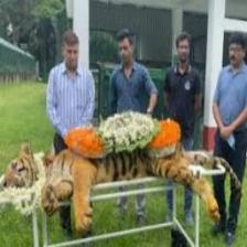 Tiger (1107).jpeg