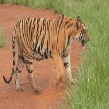 Tiger (1431).jpeg