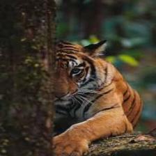 Tiger (1961).jpeg