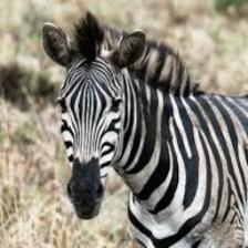 Zebra (1227).jpeg