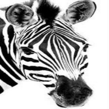Zebra (1619).jpeg