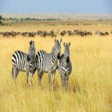 Zebra (1935).jpeg