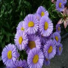 Aster-Train (1003).jpeg