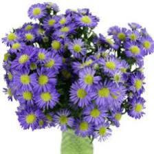 Aster-Train (105).jpeg