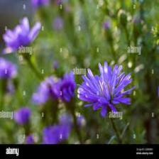 Aster-Train (1117).jpeg