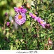 Aster-Train (1165).jpeg