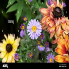Aster-Train (1304).jpeg