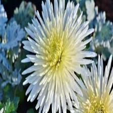 Aster-Train (1424).jpeg
