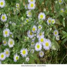 Aster-Train (250).jpeg