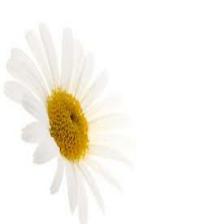 Daisy-Train (1487).jpeg