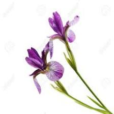 Iris-Train (117).jpeg