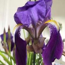 Iris-Train (202).jpeg