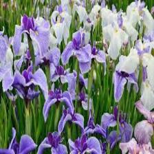 Iris-Train (217).jpeg