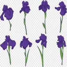 Iris-Train (301).jpeg
