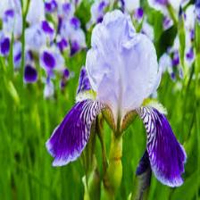 Iris-Train (389).jpeg
